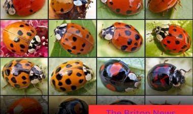 Ladybird Infestation in UK Homes: Why Are So Many Swarming This Year?