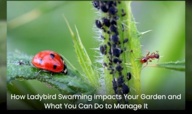 How Ladybird Swarming Impacts Your Garden and What You Can Do to Manage It