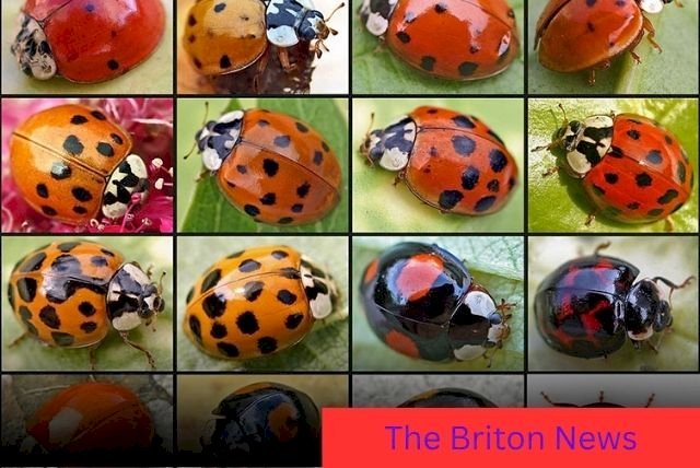 Ladybird Infestation in UK Homes: Why Are So Many Swarming This Year?