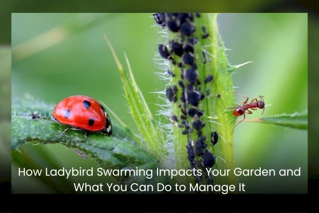 How Ladybird Swarming Impacts Your Garden and What You Can Do to Manage It